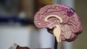 brown brain decor in selective-focus photography - human mind  - oren zarif
