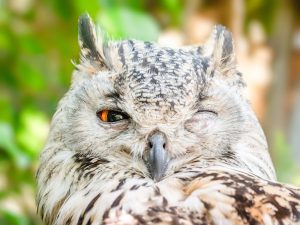 Close-up Photo of Owl with One Eye Open - Wise men say...Tomer Levi optionXO, TOMER LEVI Wisebanc, Tomer Levi Wmoption, Tomer Levi PrimeCFD ,Tomer Levi FOREX